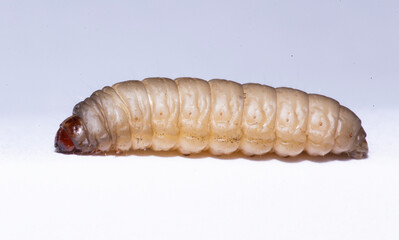 the greater wax moth galleria mellonella use in biology