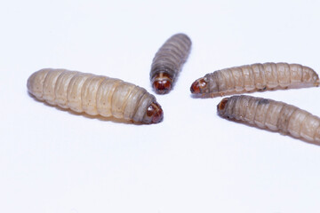 the greater wax moth galleria mellonella use in biology