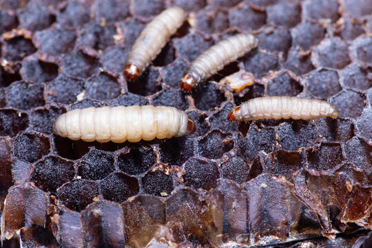 the greater wax moth galleria mellonella use in biology