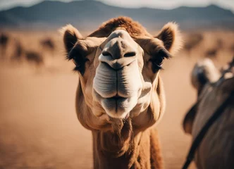 Foto auf Leinwand portrait of a camel at dessert, summer   © abu