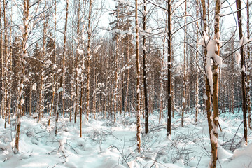 Beautiful birch trees in winter