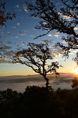 tree at sunset