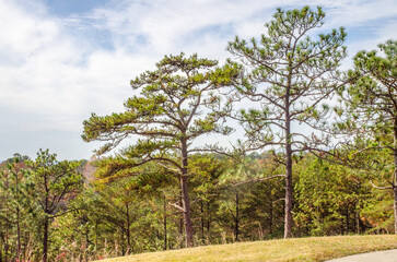 trees in the mountains