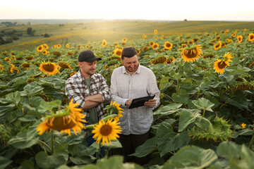 Smart farming. Two farmers using digital tablet for examine and check sunflowers in field....