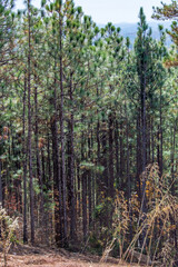 forest in autumn