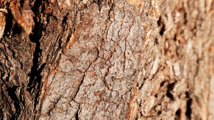 The texture of the tree bark