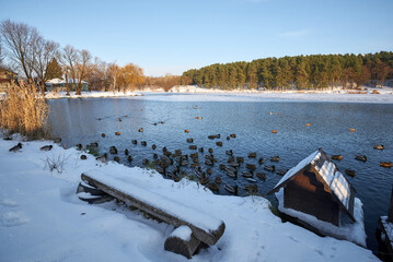 ducks and frozen river in winter