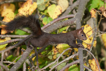 Naklejka na ściany i meble Eurasian red squirrel closeup (Sciurus vulgaris)