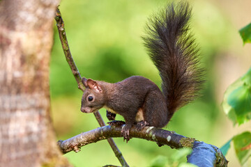 Eurasian red squirrel closeup (Sciurus vulgaris)
