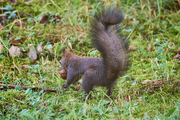 Eurasian red squirrel hiding a walnut (Sciurus vulgaris)