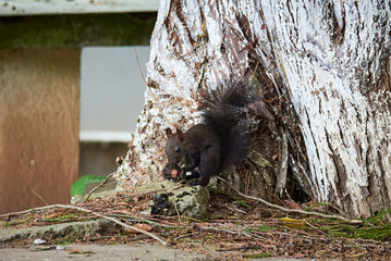 Eurasian red squirrel eating walnut (Sciurus vulgaris)