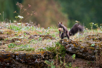 Eurasian red squirrel with a walnut in his mouth (Sciurus vulgaris)