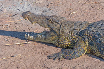 Close up of a Resting Nile Crocodile