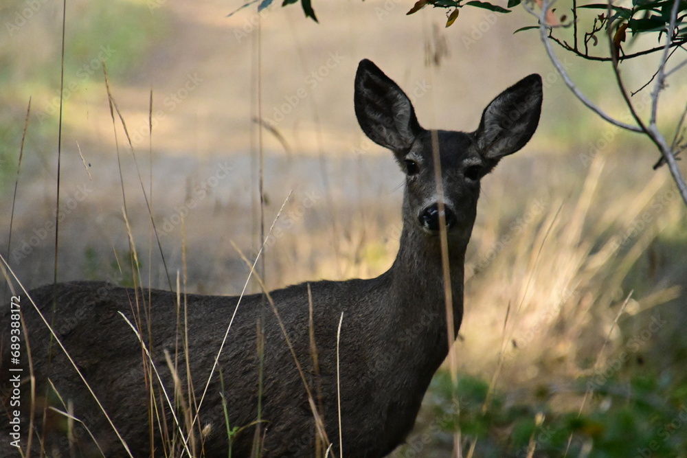 Wall mural deer in the grass