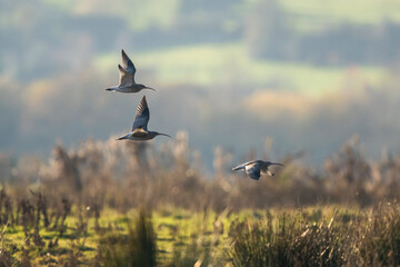 Eurasian Curlew, Numenius arquata, birds in flight over marshes at winter - Powered by Adobe