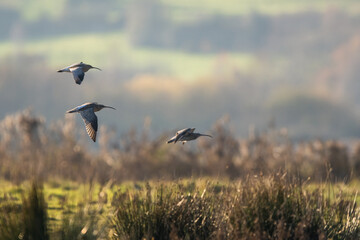 Eurasian Curlew, Numenius arquata, birds in flight over marshes at winter