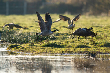 Canada Goose, Branta canadensis birds in flight over Marshes