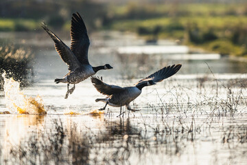 Canada Goose, Branta canadensis birds in flight over Marshes