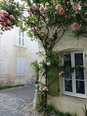 Fototapeta na wymiar Maison fleurie sur Saint Martin de Ré