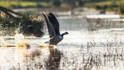 Canada Goose, Branta canadensis birds in flight over Marshes