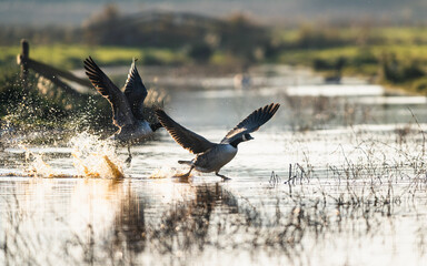 Canada Goose, Branta canadensis birds in flight over Marshes