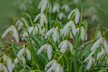 Snowdrop or common snowdrop (Galanthus nivalis) flowers. Close up of blooming snowdrop flowers in a garden. First spring flowers