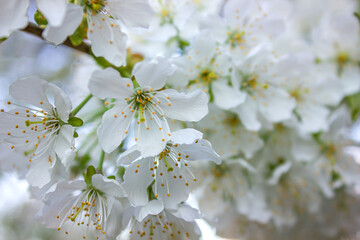 Flowering Mirabelle tree close-up. Spring white flowers on branch - Mirabelle prune, Cherry plum, Prunus domestica, background with selective focus.