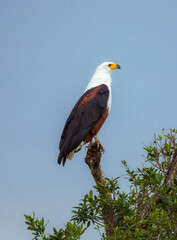 African Fish Eagle