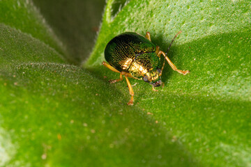Naklejka premium Beetle, beautiful golden green beetle on a leaf, selective focus.