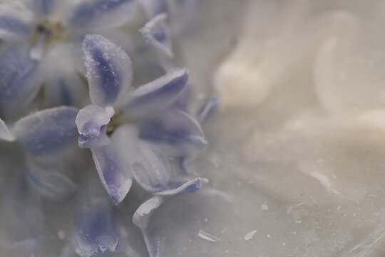 abstract background close up of frozen hyacinth flowers in ice