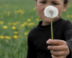 dandelion flowers in the meadow with little boy with people stock image stock photo