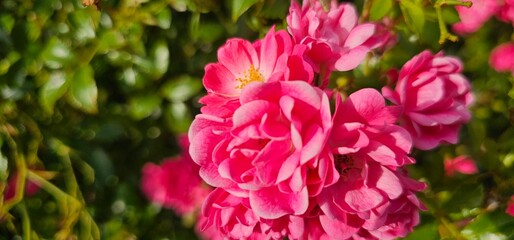 Rosa Damascena, known as the Damascus rose - pink, oleaginous, flowering, deciduous shrub plant. Valley of Roses. Close-up. Taillight. Selective focus.