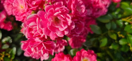 Rosa Damascena, known as the Damascus rose - pink, oleaginous, flowering, deciduous shrub plant. Valley of Roses. Close-up. Taillight. Selective focus.