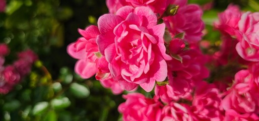 Rosa Damascena, known as the Damascus rose - pink, oleaginous, flowering, deciduous shrub plant. Valley of Roses. Close-up. Taillight. Selective focus.
