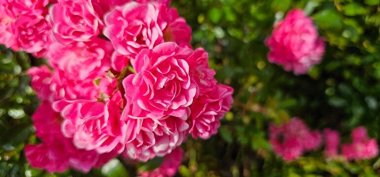 Rosa Damascena, known as the Damascus rose - pink, oleaginous, flowering, deciduous shrub plant. Valley of Roses. Close-up. Taillight. Selective focus. © FlorianSchultze