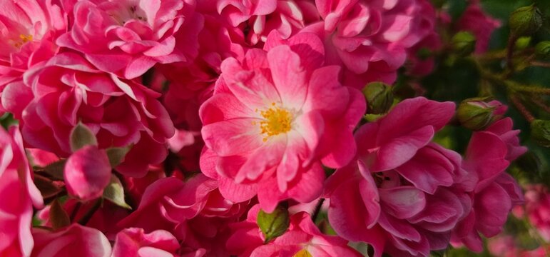 Rosa Damascena, known as the Damascus rose - pink, oleaginous, flowering, deciduous shrub plant. Valley of Roses. Close-up. Taillight. Selective focus.