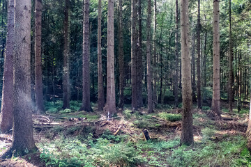 Beautiful view into a dense green forest with bright sunlight casting deep shadow