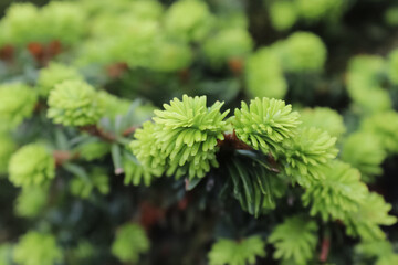 Close up of green leaves in nature on a sunny day