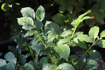Close up of green leaves in nature on a sunny day