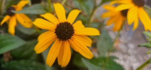 Obraz premium Flowers of Susan (Rudbeckia fulgida 'Goldsturm')