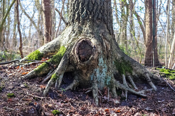 Beautiful trees in the green nature of Germany