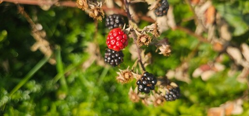 Natural fresh blackberries in the garden. Bouquet of ripe and unripe blackberry fruits - Rubus fruticosus - on a branch with green leaves at the farm. Organic farming, healthy food.