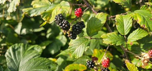 Natural fresh blackberries in the garden. Bouquet of ripe and unripe blackberry fruits - Rubus fruticosus - on a branch with green leaves at the farm. Organic farming, healthy food.