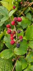Natural fresh blackberries in the garden. Bouquet of ripe and unripe blackberry fruits - Rubus fruticosus - on a branch with green leaves at the farm. Organic farming, healthy food.