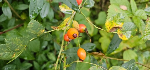 Dog rose fruits (Rosa canina) in nature. red rose hips on bushes with blurred background
