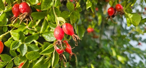 Dog rose fruits (Rosa canina) in nature. red rose hips on bushes with blurred background