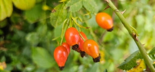 Dog rose fruits (Rosa canina) in nature. red rose hips on bushes with blurred background