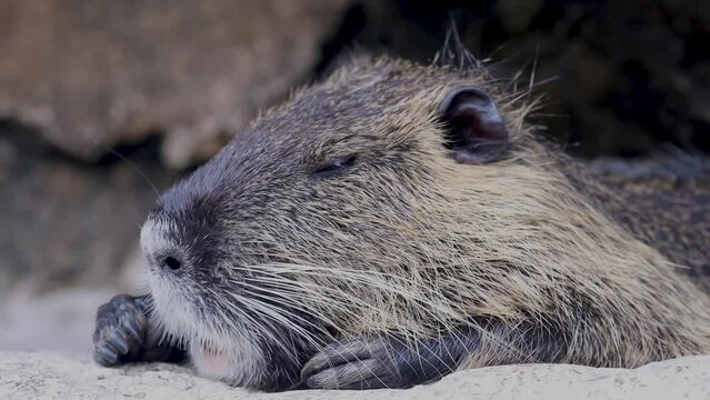The nutria or coypu (Myocastor coypus). herbivorous, semiaquatic rodent from South America. Classified for a long time as the only member of the family Myocastoridae. Echimyidae