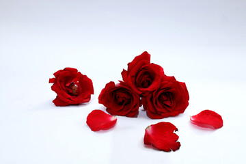 red rose flower isolated on white background. Red rose petals fall off