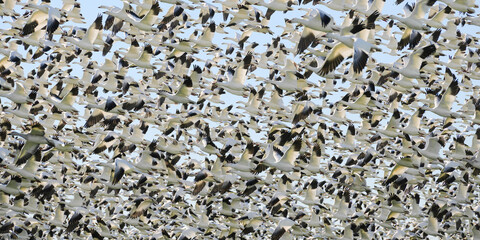 Sky filling flock of snow geese in panorama view with wings flapping on take off